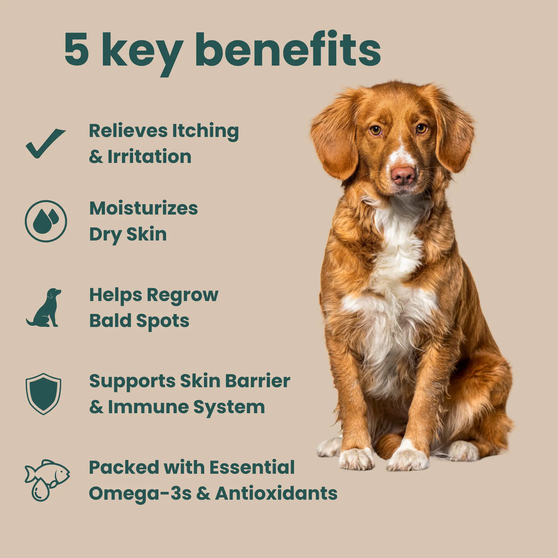 EasyPaw™ Skin & Coat Supplement - Easypaw